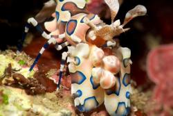 Dive Centre Equinox, Marsa Alam - Red Sea.